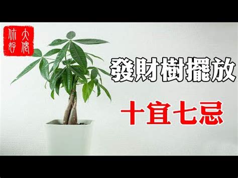 橄欖樹風水|種樹改運：實用風水術